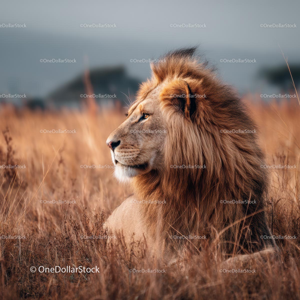 Majestatyczny lew odpoczywający w sawannie Serengeti