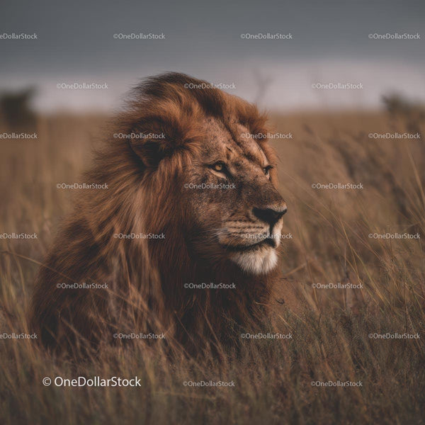 Majestic Lion Resting in the African Savanna