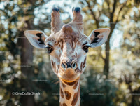 Graceful Giraffe in Sunlit Forest Close-Up