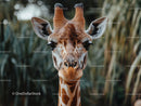 Close-Up Portrait of a Graceful Giraffe in the Wild