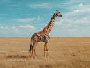 Giraffe Standing Tall in African Savannah Landscape