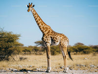 Majestic Giraffe Standing Tall in African Savannah