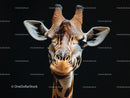 Close-up Portrait of a Giraffe Against Black Background