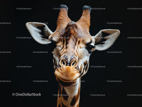 Close-up Portrait of a Giraffe Against Black Background