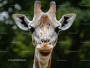 Gentle Giraffe Portrait in Lush Greenery