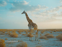 Giraffe Standing in Serene Desert Landscape at Sunset