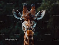 Majestic Giraffe Staring into the Jungle Distance