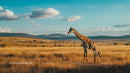 Giraffe Grazing in the African Savannah Under Blue Skies