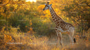Giraffe in Golden Savannah at Sunset