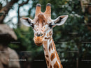 Graceful Giraffe in Natural Habitat Setting