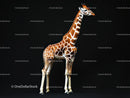 Majestic Giraffe Standing Against Black Background