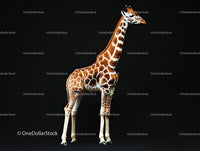 Majestic Giraffe Standing Against Black Background