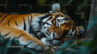 Sleeping Bengal Tiger in Tranquil Jungle Setting