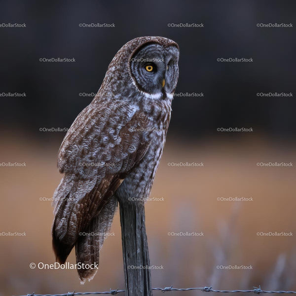 Great Gray Owl Perched on Fence Post in Autumn Light