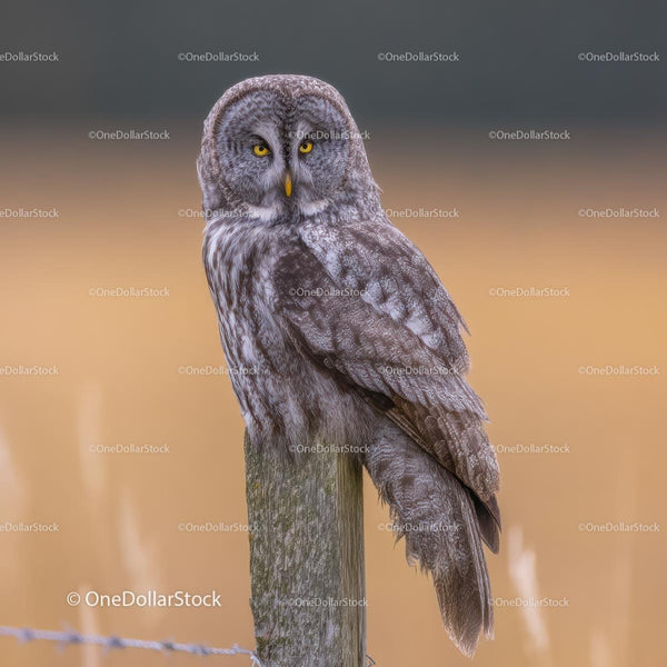 Majestic Great Gray Owl Perched in Natural Habitat