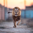 Majestic Lion Striding Confidently in the Wild