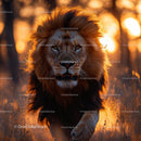 Majestic Lion in Golden Sunset Light