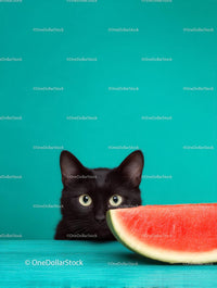 Black Cat Peeking at Watermelon on Turquoise Background