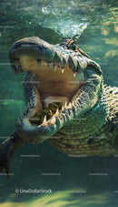 Ferocious Crocodile with Open Mouth Underwater