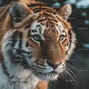 Close-Up of Majestic Bengal Tiger in Natural Habitat