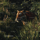 Majestic Tiger Stealthily Explores Lush Jungle Foliage