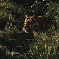 Majestic Tiger Stealthily Explores Lush Jungle Foliage