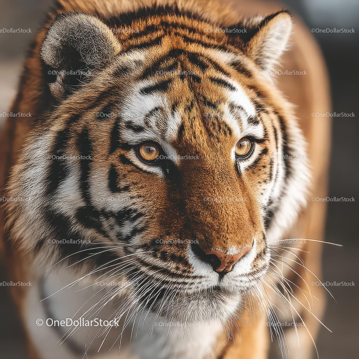 Majestatyczny tygrys bengalski na wolności