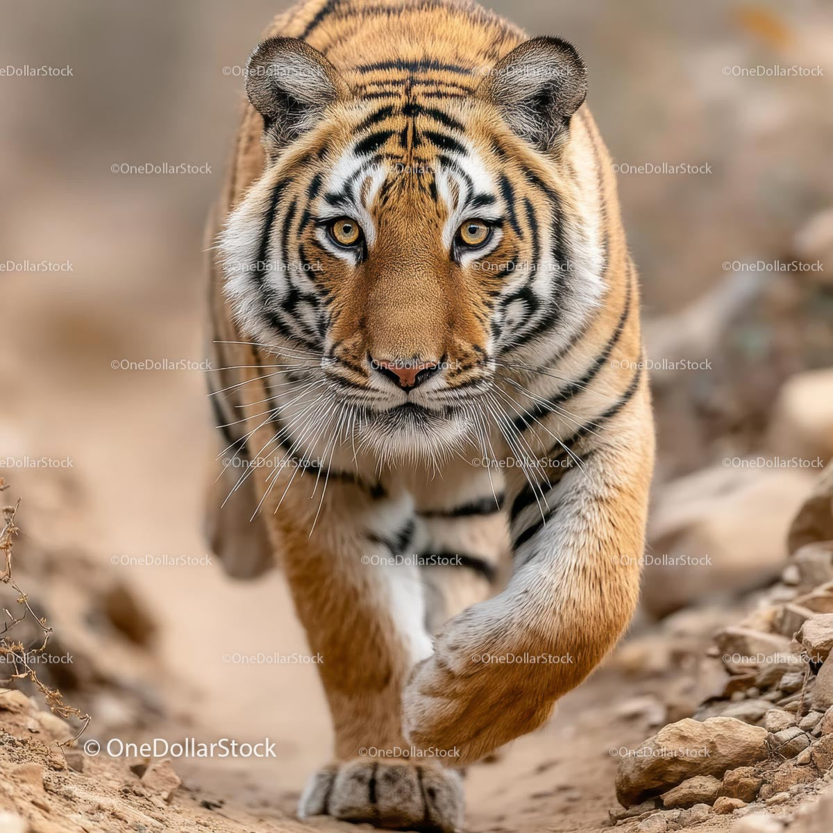 Bengal Tiger Stalking through Natural Habitat
