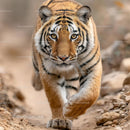 Bengal Tiger Stalking through Natural Habitat