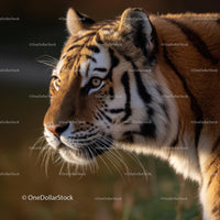 Majestic Siberian Tiger in Natural Habitat