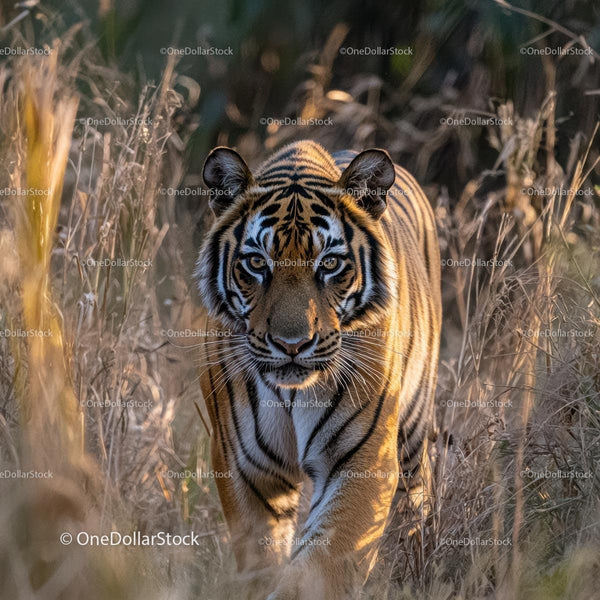 Majestic Tiger Stealthily Walking Through Grass