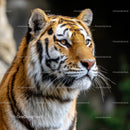 Majestic Tiger in Profile with Striking Stripes