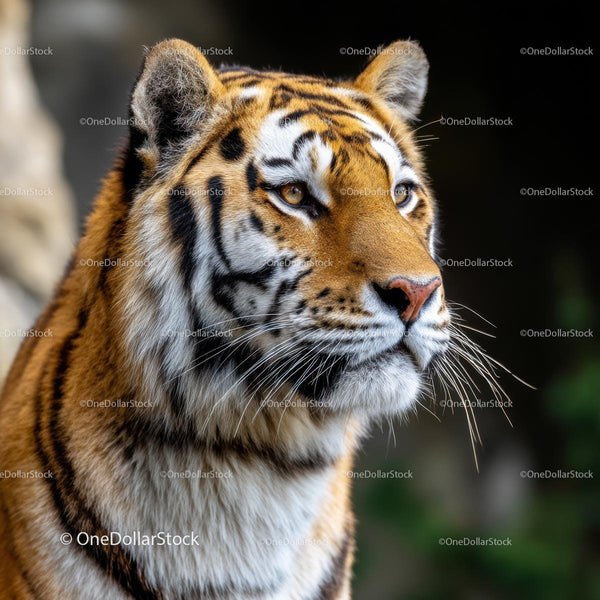 Majestic Tiger in Profile with Striking Stripes