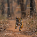 Running Bengal Tiger in the Wilderness