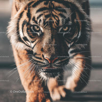 Close-Up of a Fierce Tiger with Intense Gaze