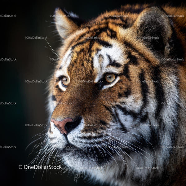 Majestic Close-Up of Tiger with Intense Gaze