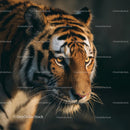 Majestic Tiger with Intense Gaze in Natural Habitat
