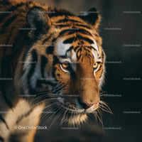 Majestic Tiger with Intense Gaze in Natural Habitat