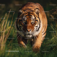 Majestic Siberian Tiger in Natural Habitat