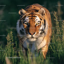 Majestic Tiger Stalking Through Tall Grass