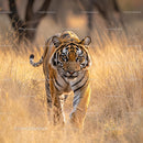 Majestic Bengal Tiger Stalking Through Sunlit Grassland