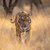 Majestic Bengal Tiger Stalking Through Sunlit Grassland