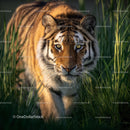 Majestic Tiger Stepping Through Lush Jungle Grass