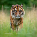 Majestic Tiger Striding Through Lush Green Grass