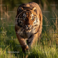 Siberian Tiger Stealthily Moving Through Grass