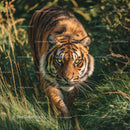 Bengal Tiger Stalking Through Dense Jungle Grass