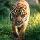 Majestic Bengal Tiger Walking Through Sunlit Grass