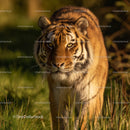 Majestic Siberian Tiger in Natural Habitat