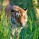 Majestic Tiger Stealthily Prowling Through Tall Grass