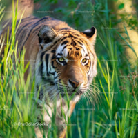 Majestic Tiger Stealthily Prowling Through Tall Grass